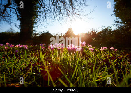 Les crocus de printemps floraison dans le Buckinghamshire Banque D'Images