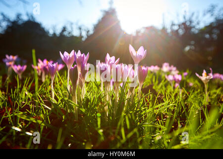 Les crocus de printemps floraison dans le Buckinghamshire Banque D'Images