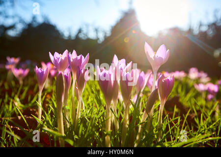 Les crocus de printemps floraison dans le Buckinghamshire Banque D'Images