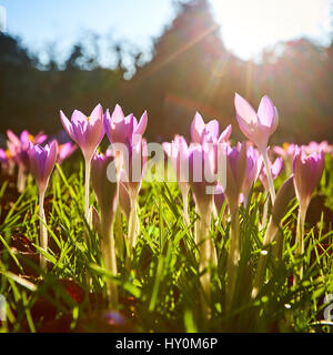 Les crocus de printemps floraison dans le Buckinghamshire Banque D'Images