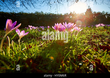 Les crocus de printemps floraison dans le Buckinghamshire Banque D'Images