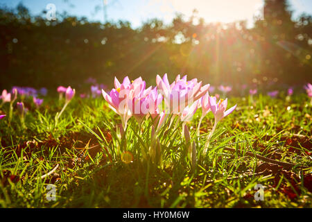 Les crocus de printemps floraison dans le Buckinghamshire Banque D'Images