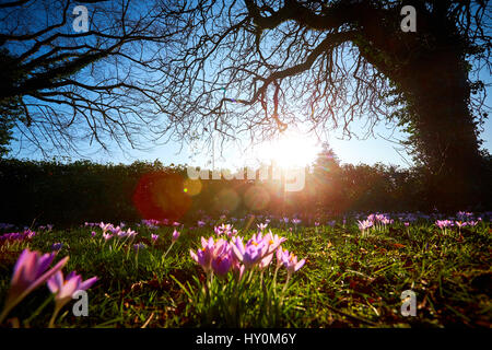 Les crocus de printemps floraison dans le Buckinghamshire Banque D'Images