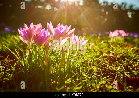 Les crocus de printemps floraison dans le Buckinghamshire Banque D'Images