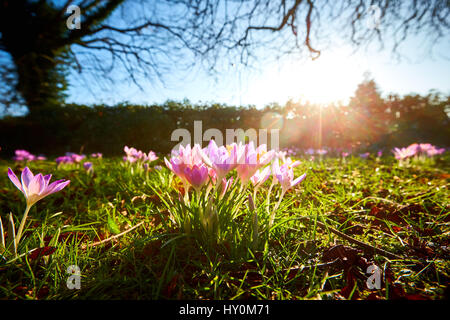 Les crocus de printemps floraison dans le Buckinghamshire Banque D'Images