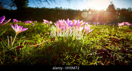 Les crocus de printemps floraison dans le Buckinghamshire Banque D'Images