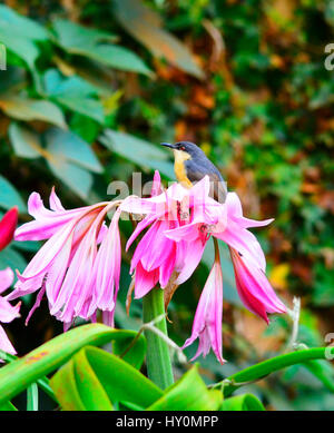 Oiseaux sur mesure, Ooty, Tamilnadu, INDE Banque D'Images