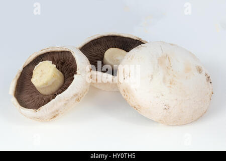 Grande télévision champignons sur fond blanc Banque D'Images