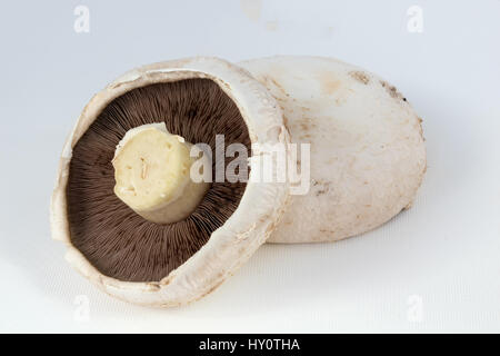 Grande télévision champignons sur fond blanc Banque D'Images