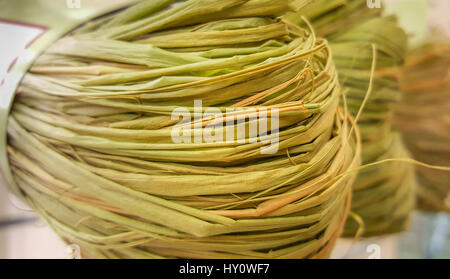 Faisceaux de raphia de madagascar résumé fond naturel. vert et jaune. en raphia, fibres naturelles long souple, idéal pour l'artisanat, les arrangements floraux, Banque D'Images