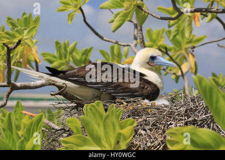 Fou à pieds rouges dans le nid familial, l'île Christmas, Kiribati Banque D'Images