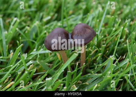 Faire revenir les champignons avec de l'herbe verte Banque D'Images