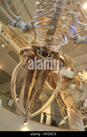 Les os de cachalot plafond suspendu de North Carolina Museum of Natural Science Raleigh Banque D'Images