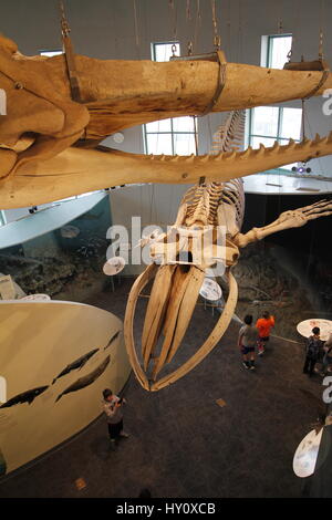 Les os de cachalot plafond suspendu de North Carolina Museum of Natural Science Raleigh Banque D'Images