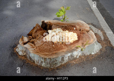 Moignon et champignons ou cancre de platane malade infecté par la maladie Massaria coupés à Aix-en-Provence France Banque D'Images