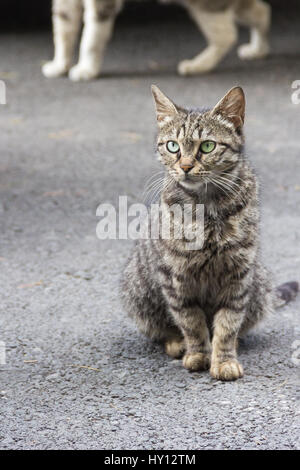 Undomestik cat se trouve et en observation , caméra ,Tbilissi Géorgie Banque D'Images