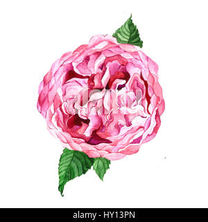 Austin rose fleur rose isolé sur fond blanc. Banque D'Images