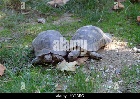 Les deux tortues se regardèrent dans le parc Banque D'Images