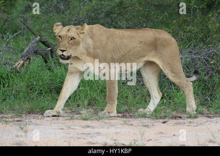 Une lionne féroce marcher en Kruger National Park - en attente d'une proie Banque D'Images