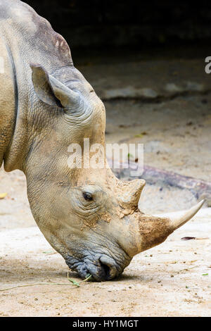 Rhinocéros blanc au Zoo de Singapour, Singapour Banque D'Images