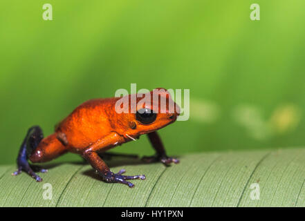 Blue-jeans ou grenouille fraise-Poison dart Frog, dendrobates pumilio, escalade sur une feuille verte banan en forêt tropicale à Laguna del Lagarto, Boca Tapada, Banque D'Images