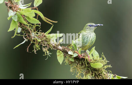 Femme Red-Legged Honeycreeper, Cyanerpes cyaneus, assis dans un arbre dans la forêt tropicale à Laguna del Lagarto, Boca Tapada, San Carlos, Costa Rica Banque D'Images