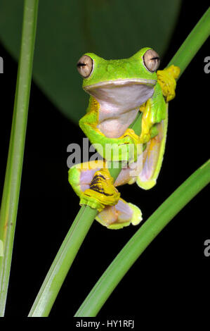Wallace's flying / deltaplane frog (Rhacophorus nigropalmatus) percher sur la végétation de la nuit, Danum Valley, Sabah, Bornéo. Banque D'Images