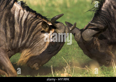 L'homme barbu blanc des Gnous (Connochaetes taurinus) albojubatus combat face à face. Parc national de Serengeti, Tanzanie. Banque D'Images