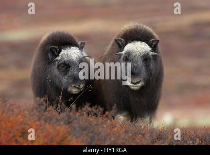 Le boeuf musqué (Ovibos moschatus) deux jeunes sur la toundra, l'automne, le Parc National de Dovrefjell, la Norvège. Banque D'Images