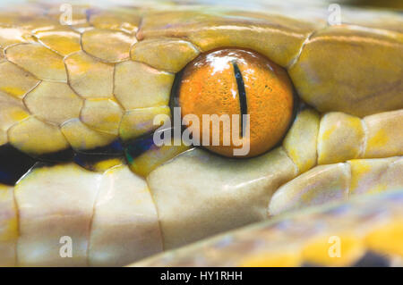 Python réticulé (Python reticulatus) Détail de l'œil. La rivière Kinabatangan, Sabah, Bornéo Banque D'Images
