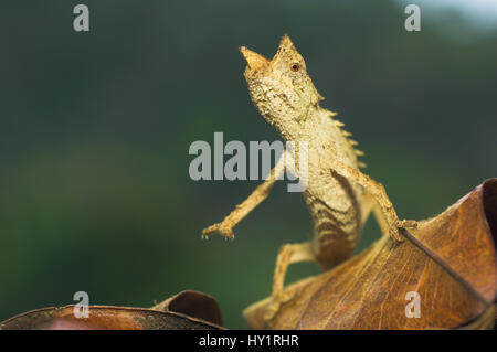 Le moignon (caméléon Brookesia superciliaris) portrait, Parc Mantadia- Andasibe Parc National, est de Madagascar. Banque D'Images