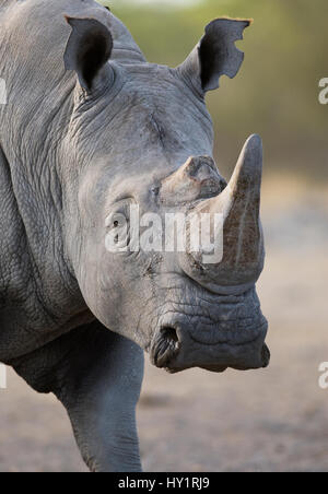 Le rhinocéros blanc (Ceratotherium simum) portrait, Etosha National Park, Namibie. Janvier. Banque D'Images