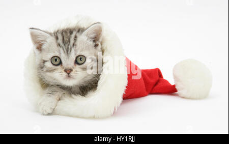 Tabby kitten dans un chapeau du père Noël. Banque D'Images