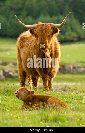 Highland vache avec un jeune veau sur l'Glengorm Eastate. Isle of Mull, Scotland, UK. Banque D'Images