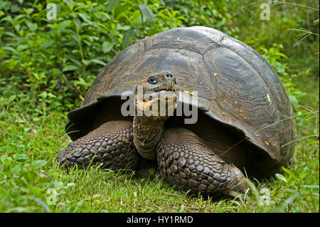 Tortue géante des Galapagos (Geochelone elephantopus / nigra) des profils dans l'habitat, Santa Cruz, Galapagos. Les espèces en voie de disparition. Banque D'Images