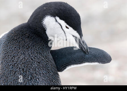 / Jugulaire penguin barbu (Pygoscelis antarctica) toilettage. L'île de la demi-lune, Moon Bay, l'île Livingston, Macfarlane, Détroit de l'Île Shetland du Sud, Péninsule Antarctique, l'Antarctique. Février. Banque D'Images