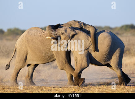L'éléphant africain (Loxodonta africana) les jeunes hommes jouer combats, Etosha National Park, Namibie, juin. Les espèces en voie de disparition. Banque D'Images