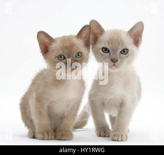 Deux chatons Birman lilac, âgés de 7 semaines. Banque D'Images