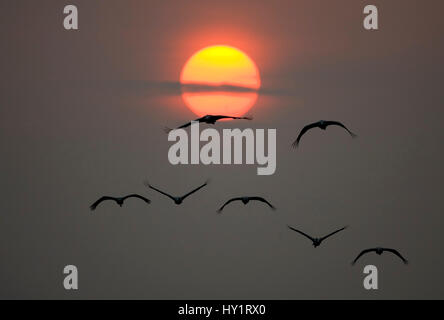 Grues cendrées (Grus grus) battant en silhouette contre le coucher du soleil, Hornborga, Vastergotland, Sweden. Avril. Banque D'Images