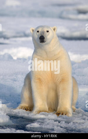 L'ours polaire (Ursus maritimus) assis sur la banquise, Svalbard, Norvège, septembre 2009. Les espèces en voie de disparition. Banque D'Images