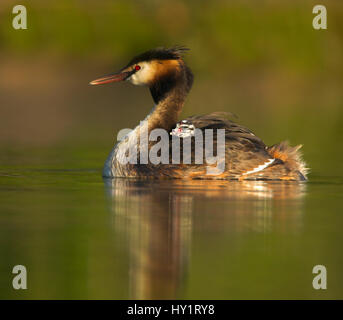 Grèbe huppé (Podiceps cristatus) sur le dos de la mère, au Royaume-Uni. Banque D'Images