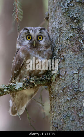 Tengmalms owl (Aegolius funereus) perché dans l'arbre, Bergslagen, Suède, juin 2009. Banque D'Images