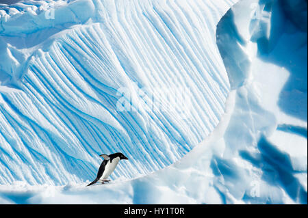 Manchot Adélie (Pygoscelis adeliae) sur l'iceberg. Îles Yalour, Péninsule Antarctique, l'Antarctique. Février. Banque D'Images