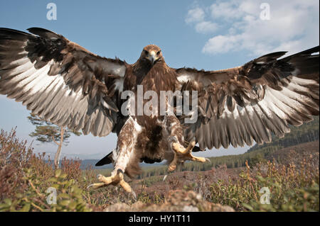 L'aigle royal (Aquila chrysaetos) sous-homme adulte (deux ans), volant vers le bas pour prendre des proies, le Parc National de Cairngorms, en Écosse, au Royaume-Uni, en captivité. Banque D'Images