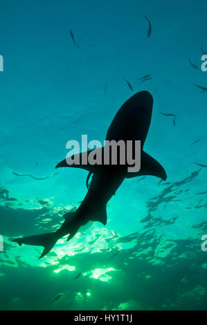 Silhouette requin citron (Negaprion brevirostris). Petit banc des Bahamas. Bahamas. Ouest de l'océan Atlantique tropical. Banque D'Images