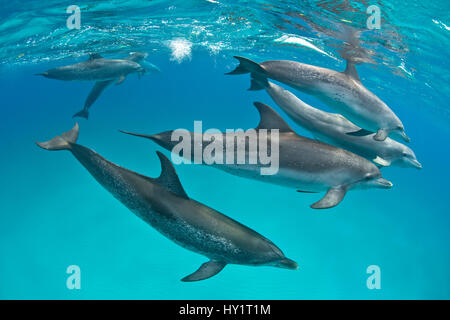 Groupe de dauphins tachetés de l'Atlantique (Stenella frontalis) sur banc de sable peu profonde accompagnée par de plus grands Bottlenosed dolphin (Tursiops truncatus). Sandy Ridge, Little Bahama Bank, aux Bahamas. Ouest de l'océan Atlantique tropical. Banque D'Images