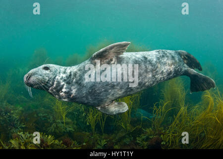 L'Atlantique mâle phoque gris (Halichoerus grypus) nager sur les algues. L'île de Lundy, Devon, Angleterre, Royaume-Uni, juillet. Banque D'Images