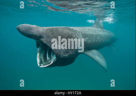 Requin pèlerin (Cetorhinus maximus) à se nourrir dans les eaux peu profondes. L'Anse de Sennen, Cornwall, UK. De juin. Banque D'Images