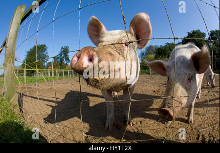 Gamme de porc domestique (Sus scrofa domesticus) d'attente pour l'alimentation, le Royaume-Uni, août 2010. Banque D'Images