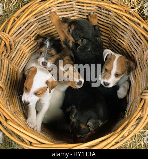 Jack Russell Terrier, six chiots dans le panier. Banque D'Images